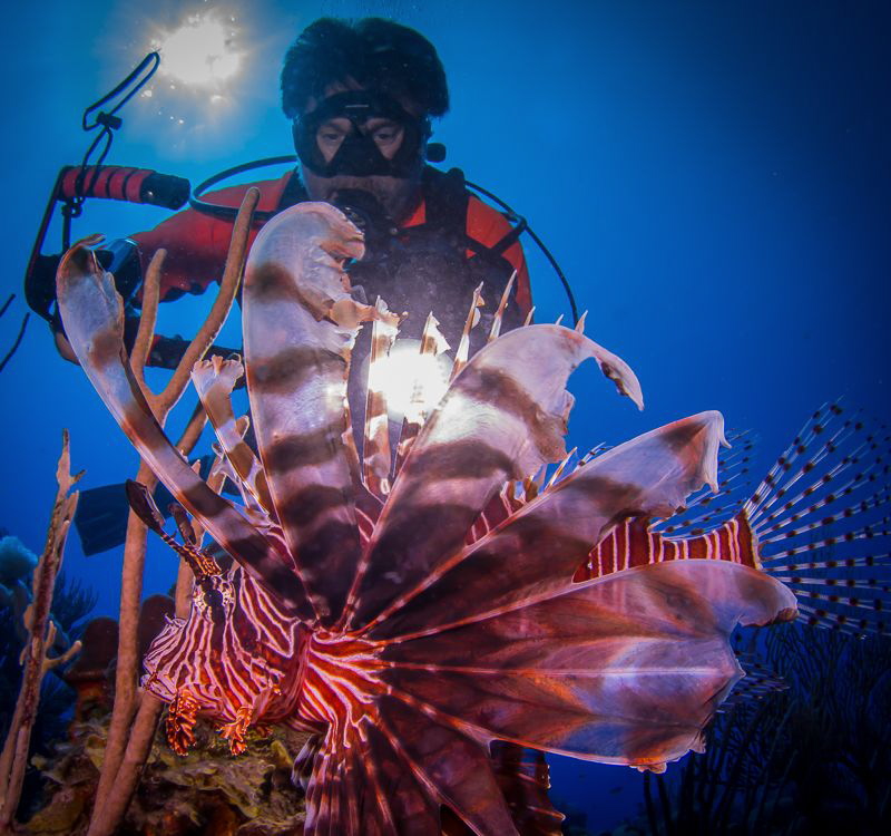 Backlighting a Lionfish. by Steven Miller 