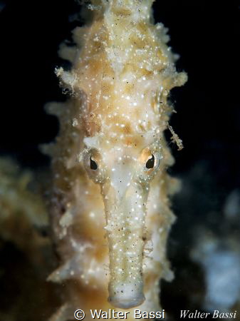 Mediterranean Sea Horse portrait by Walter Bassi 