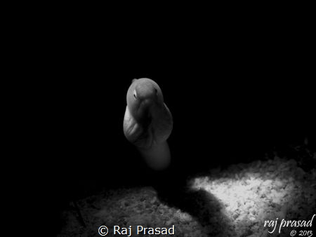 Snoot shot by Raj Prasad 