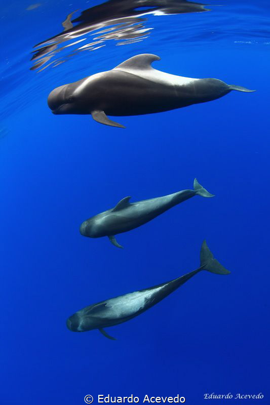 Pilot Whales,Tenerife,Canary Island by Eduardo Acevedo 