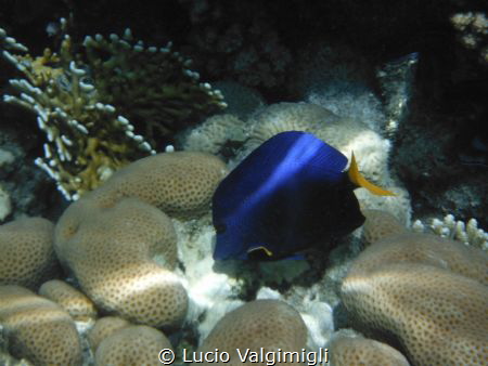 SunBeam over Yellowtail tang by Lucio Valgimigli 
