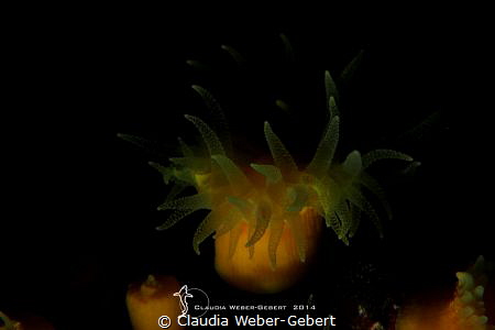 low key coral by Claudia Weber-Gebert 