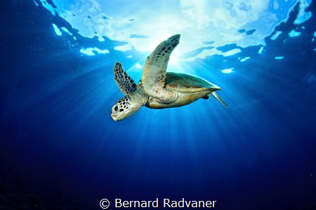 Green turtle against the sun by Bernard Radvaner 