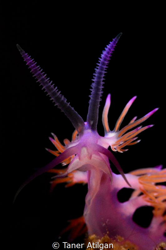 Nudi from Bodrum by Taner Atilgan 