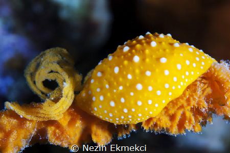 Nudibranch by Nezih Ekmekci 