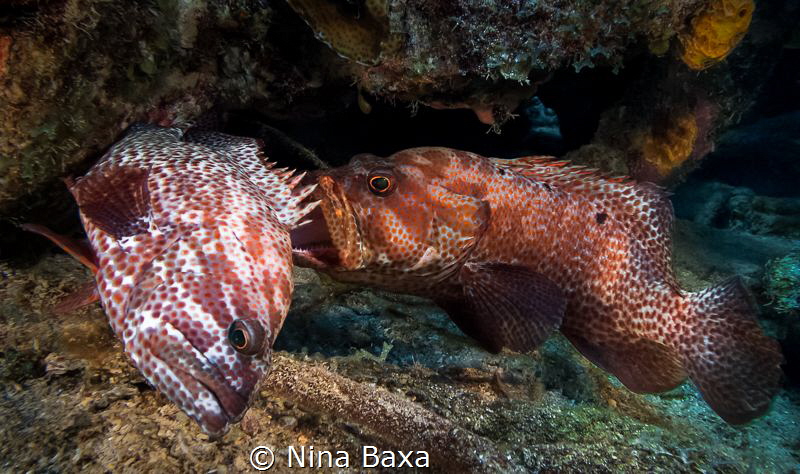 Duel.
Graysbys having one of their territorial arguments... by Nina Baxa 