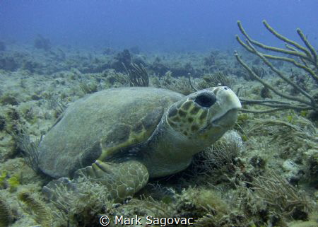 Loggerhead Turtle
Loggerhead resting on the reef in 60 f... by Mark Sagovac 