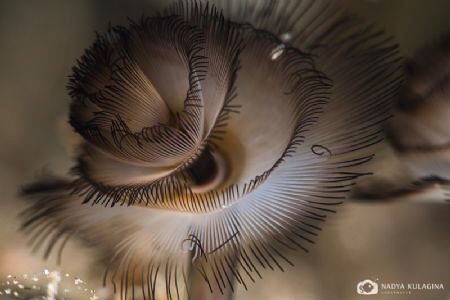 Spirals by Nadya Kulagina 