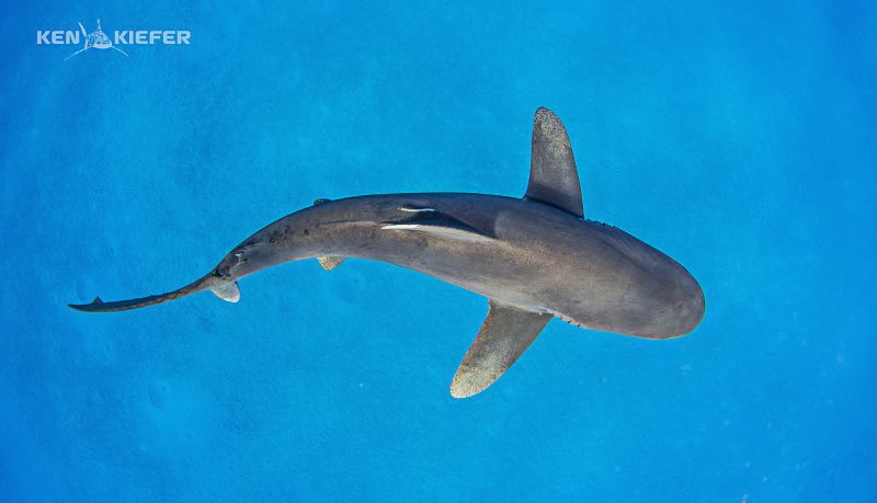 Oceanic Whitetip over the sand, which is rare for this sp... by Ken Kiefer 