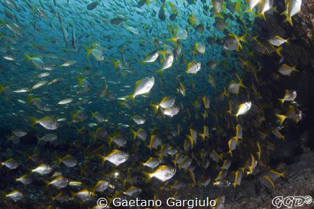 Fish-storm by Gaetano Gargiulo 