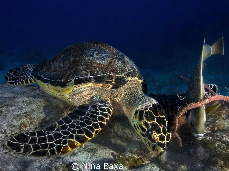 Have a beautiful weekend everyone, filled with good food,... by Nina Baxa 