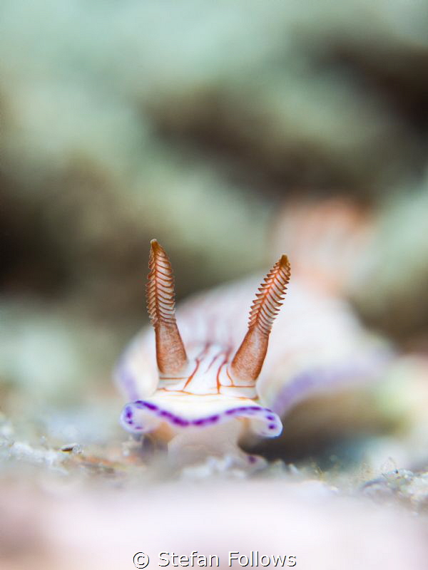 "Hair are your aerials. They pick up signals from the cos... by Stefan Follows 