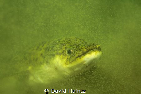 Kit was Canon 7D, 24-105mm macro, 2x lights. location Lak... by David Haintz 