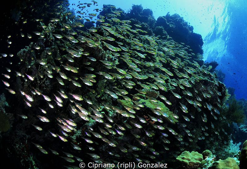 Cristal clear by Cipriano (ripli) Gonzalez 