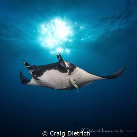 "Sun Ball Manta" Manta shot from Socorro. Got this shot o... by Craig Dietrich 