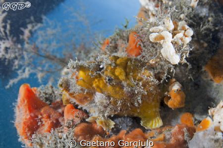 a yellow one. what a surprise at Clifton, and pretty well... by Gaetano Gargiulo 