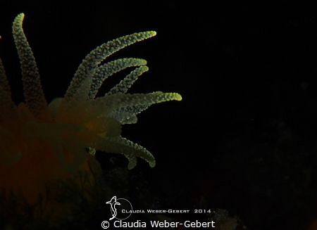 tentacles... by Claudia Weber-Gebert 