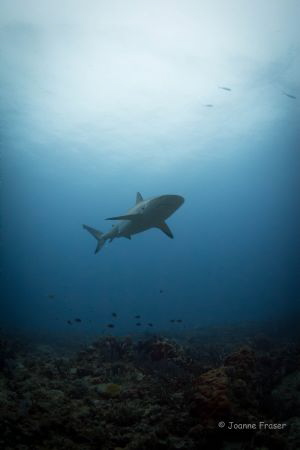 Reef Shark shot in Jupiter Florida ISO 800 1/60 sec f11 a... by Joanne Fraser 