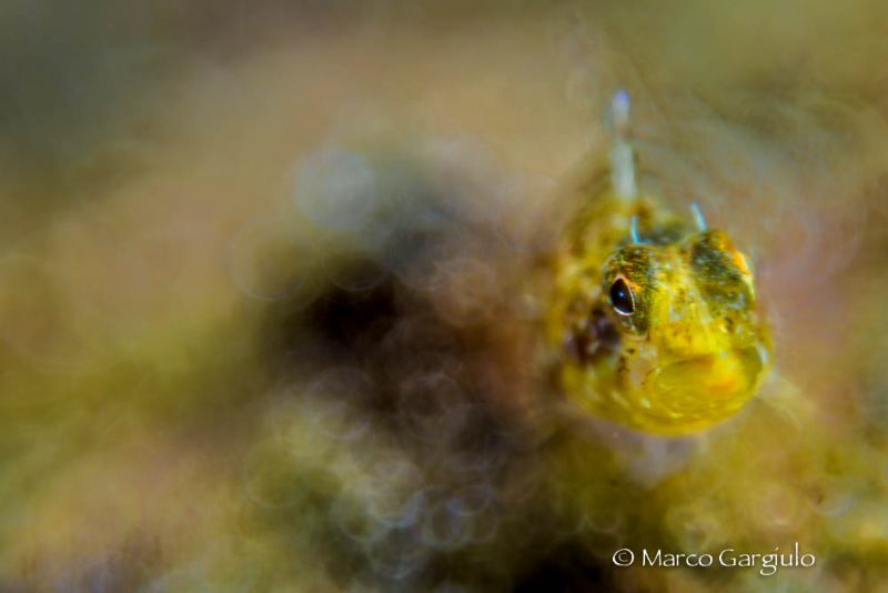 Yellow triplefin by Marco Gargiulo 