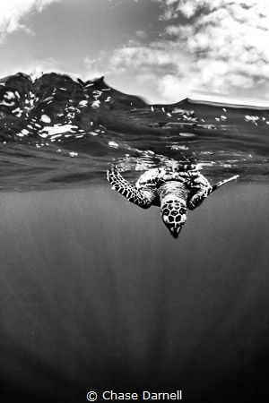 "Take a Breath"

Canon 550D Tokina 10-17 at 17 8" Ikeli... by Chase Darnell 
