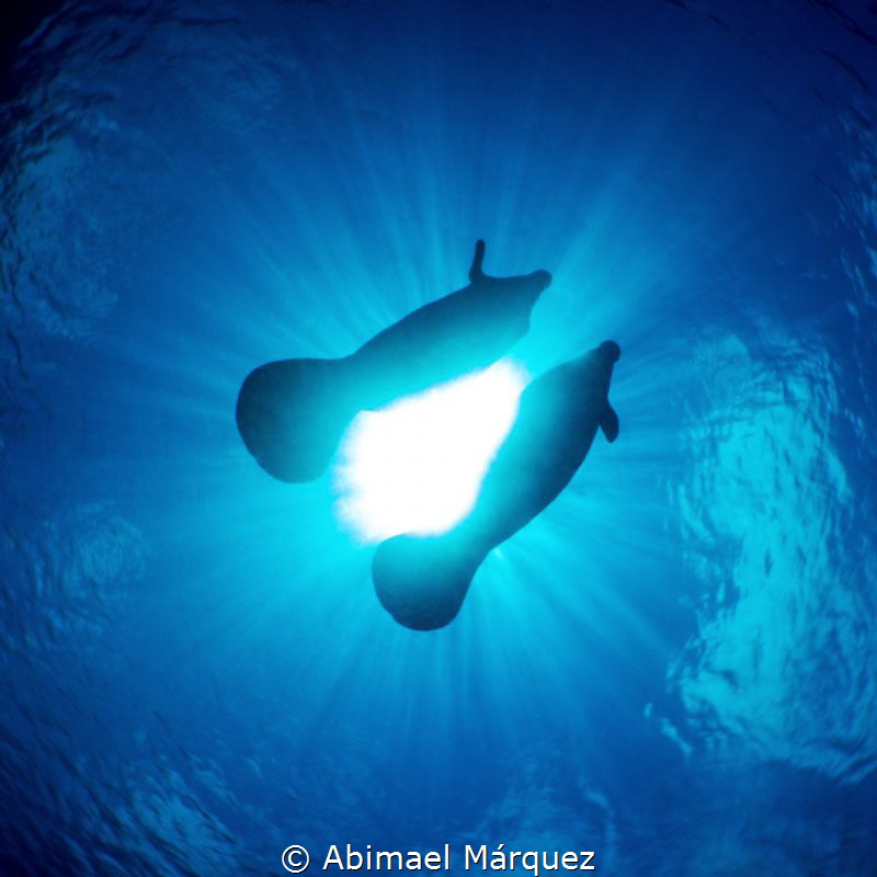Between manatees by Abimael Márquez 