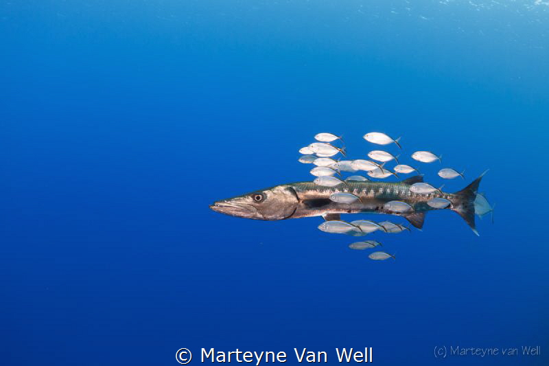 Travelling with company by Marteyne Van Well 