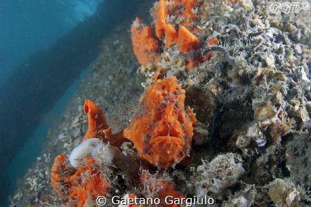 "waiting" and old Italian proverb says: "the patience is ... by Gaetano Gargiulo 