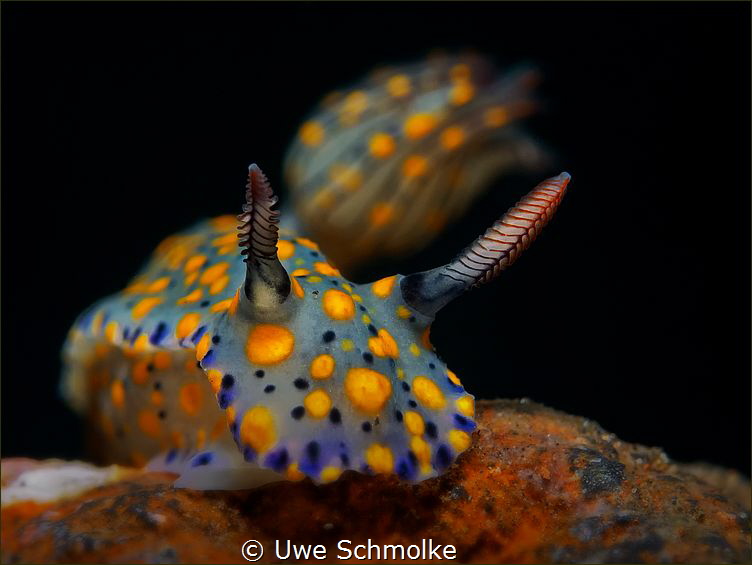 Hypsolodoris kanga by Uwe Schmolke 