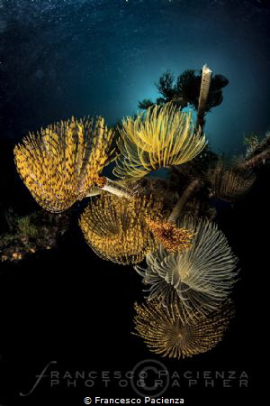 [:b:]Sea Life[:/b:] by Francesco Pacienza 
