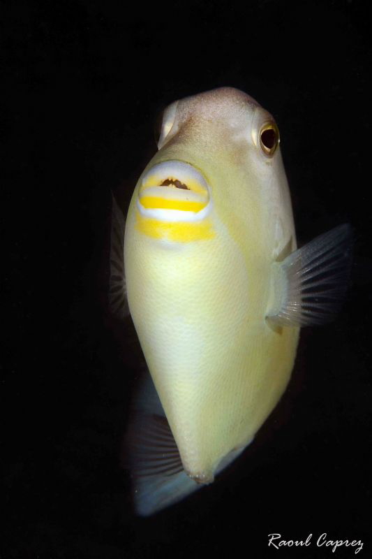 Yellow kiss by Raoul Caprez 
