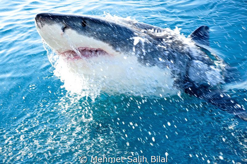 Great white shark jumping. by Mehmet Salih Bilal 