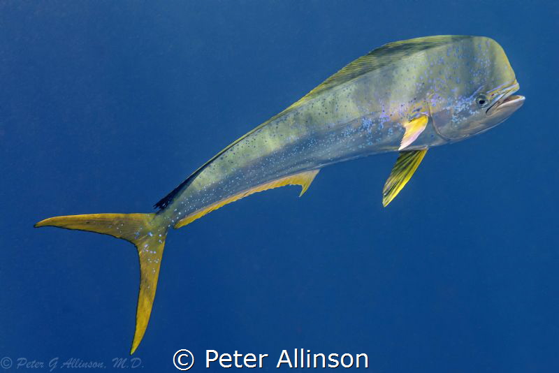 Dorado swimming by Peter Allinson 
