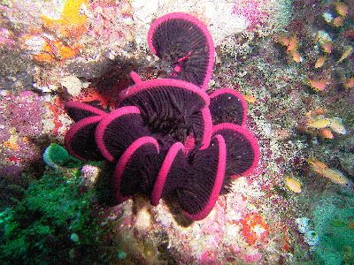 Taken in Maldives with Sea&Sea 5000G, YS25 strobe. Pink?? by Kutay Davudoglu 