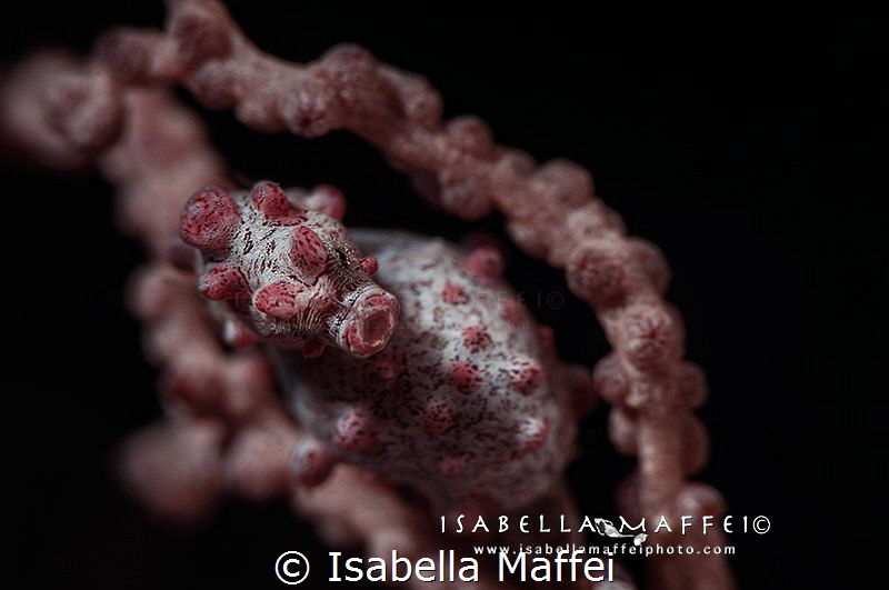 " INTO MY HEART" by Isabella Maffei 