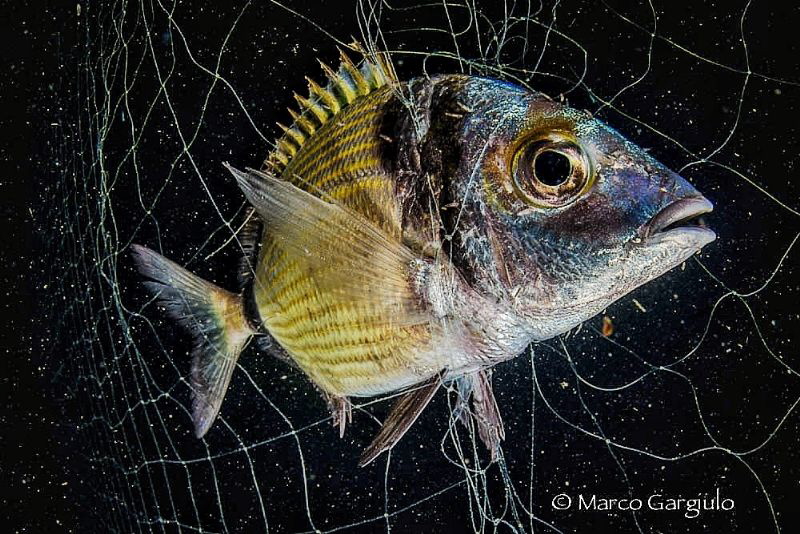 Stop iIllegal fishing in the Protected Marine Reserve Pun... by Marco Gargiulo 