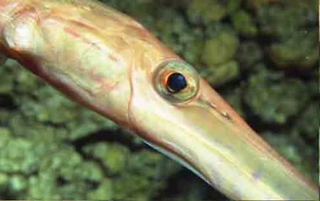 Trumpet Fish by Kathy Gillen 