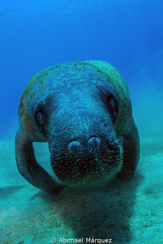 Manatee by Abimael Márquez 