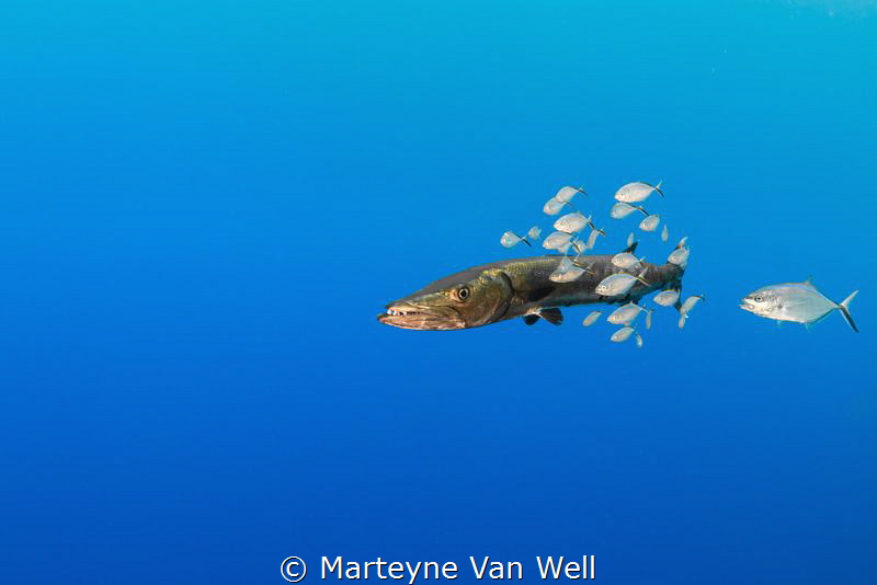 Friends by Marteyne Van Well 