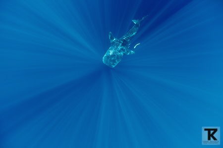 Whale shark at Cendrawasih Bay, Indonesia. by Tommi Kokkola 