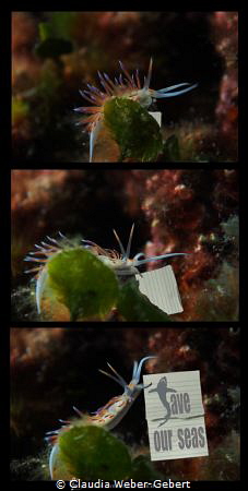 message by a nudi by Claudia Weber-Gebert 