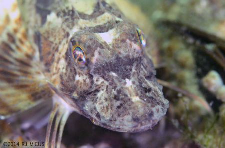 Sea Robin, Beach 8th Street, Far Rockaway New York by Richard Micus 