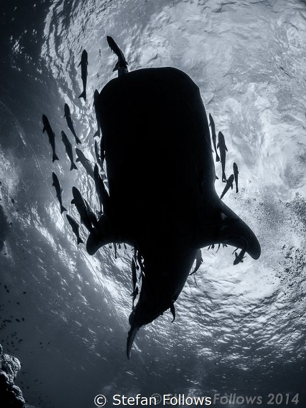 "Fun is good" Dr. Seuss. Whale Shark - Rhincodon typus. S... by Stefan Follows 