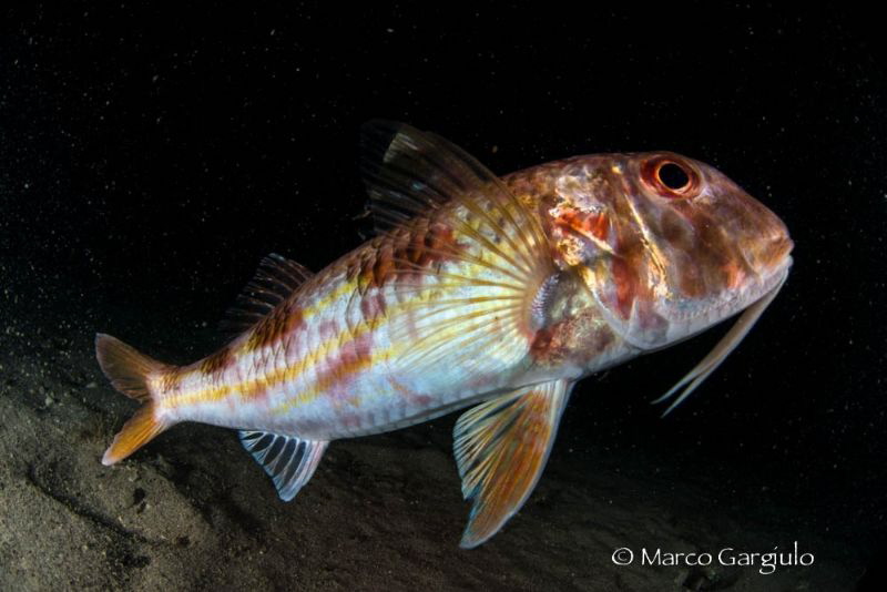 Mullus barbatus, night dive by Marco Gargiulo 