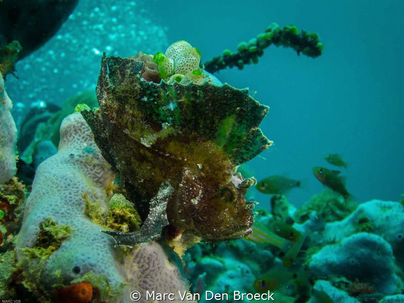 leaf fish by Marc Van Den Broeck 