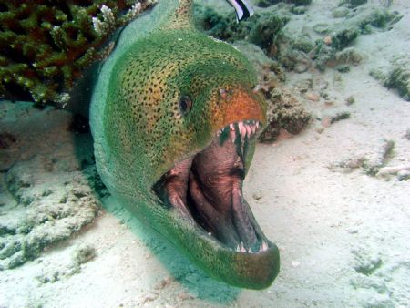 Giant Moray in Similan Islands, seems very happy! by Ryan Stafford 
