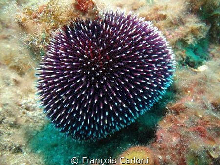 Sphaerechinus granularis by François Carloni 