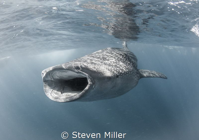 Bonito eggs happily don't show up as much as some plankto... by Steven Miller 