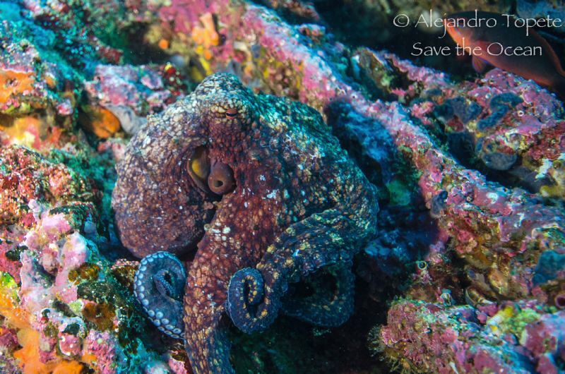 Octopus  movements by Alejandro Topete 