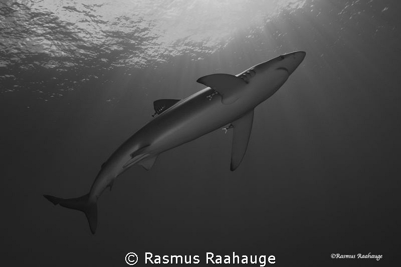 Blue dressed in Black by Rasmus Raahauge 