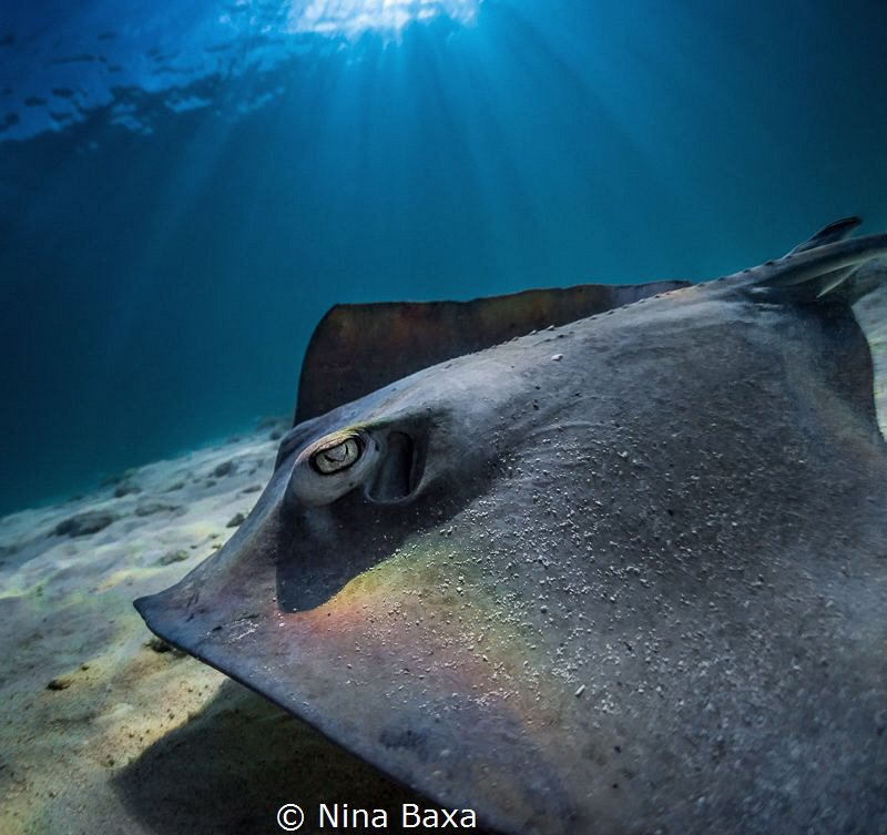 RainbowRay
Southern Stingray, a little male one that swa... by Nina Baxa 